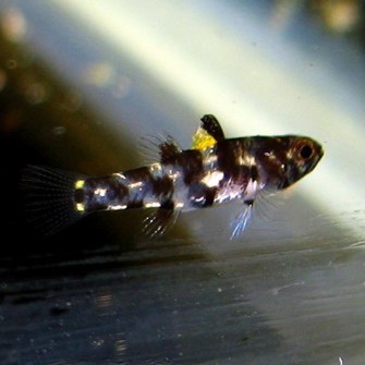-Pandaka rouxi 1 cm.